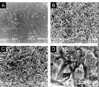 Figure 1.  Scanning electron micrograph of Ti discs. (A) Ti- Ti-smooth; (B) Ti-25; (C) Ti-75; (D) Ti-250