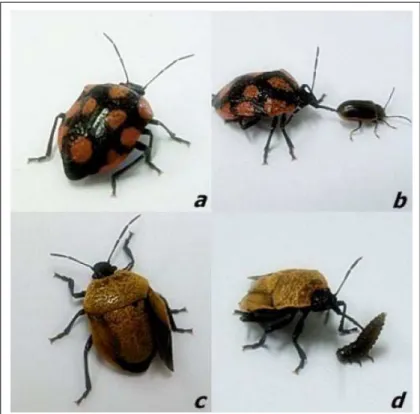 Figura 1 - Exemplares de Stiretrus decastigmus  (Hemiptera: Pentatomidae) coletados em Santa Maria, RS