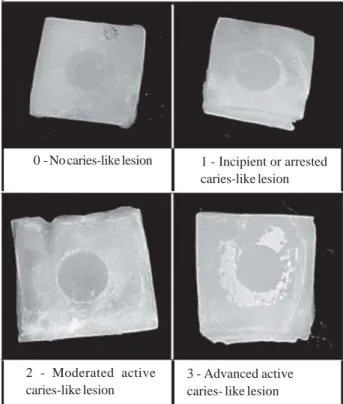 Figure 1. Representative slabs of the scores from the ordinal scale used for visual examination.