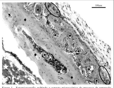 Figura 1 - Fotomicrografia exibindo o aspecto microscópico do processo de reparação apresentado aos 10 dias por um animal do grupo PRP