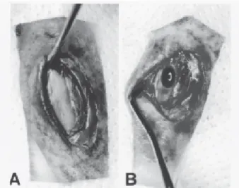 Figure 1. Detail of the surgical proceedure. (A) Bone exposure;