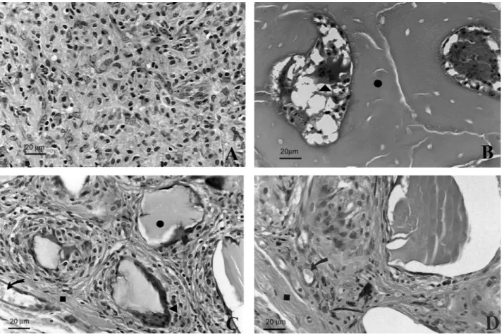 Figure 2. SEM micrographs of histological sections at different experimental periods. (A) Control group at 10 days: granulation tissue rich in mononuclear cells