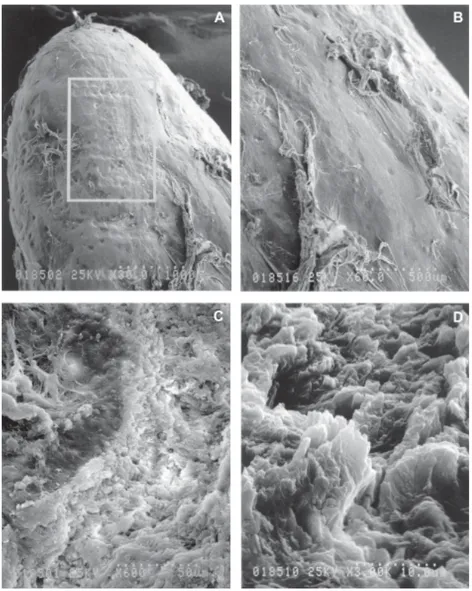 Figure 1. SEM micrographs of the apical root third of newly extracted teeth. A: Delimitation of the irradiated area (30X); B: Absence of periapical tissue on irradiated area (60X); C: