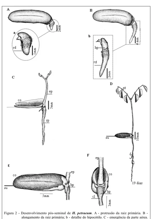 Figura  2  -  Desenvolvimento  pós-seminal  de  H.  petraeum.  A  -  protrusão  da  raiz  primária