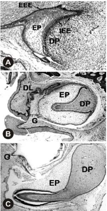 Figure 1. Photomicrographs of human tooth germs at three developmental stages . A (cap stage): external enamel epithelium (EEE), inner enamel epithelium (IEE), enamel papilla (EP) and dental papilla (DP)