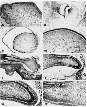 Figure 2. Histochemical analysis of the tooth germs. EB: early bell stage; LB: late bell stage; C: cap stage; MT: Masson’s Trichrome; PS(I): type I collagen by Picrosirius staining technique;