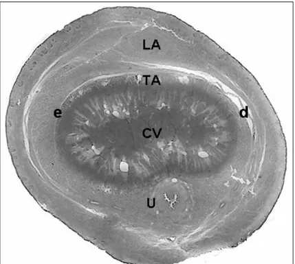 Figura 2 - Fotomicrografia do pênis de touro da raça Girolando. Notar o predomínio do ligamento apical (LA) na face dorsal e à esquerda (e) do pênis, com pouca adesão à túnica albugínea (TA) na face direita (d)