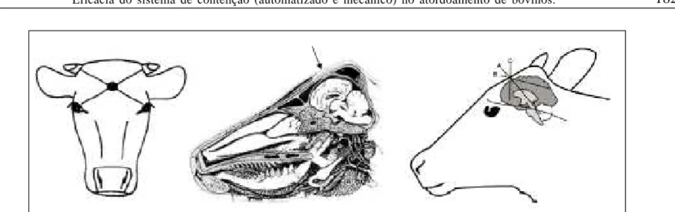 Figura 1 - Vista frontal e sagital da cabeça bovina e diferentes angulações da pistola em relação ao crânio do animal, indicando o local ideal do disparo (NEVES, 2008).