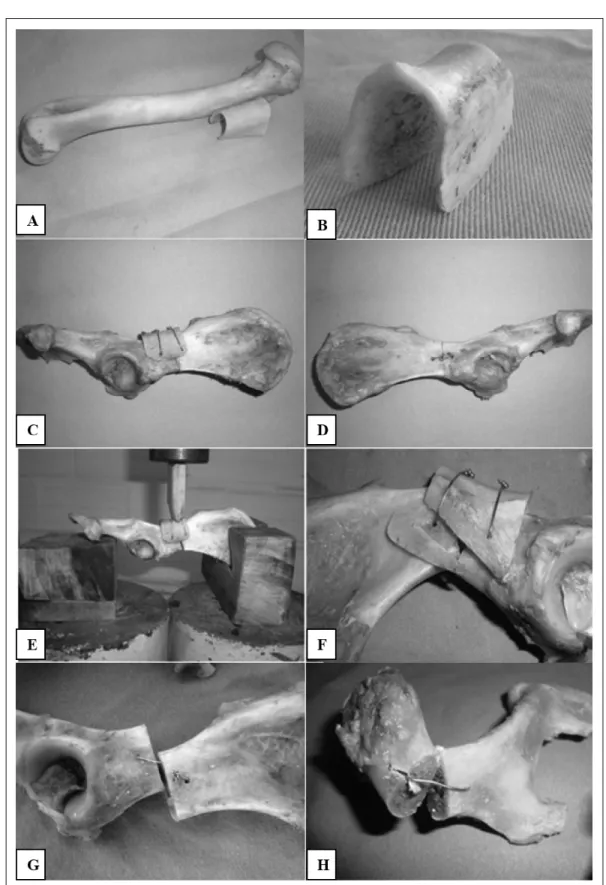 Figura  1  - A  -  Demonstração  do  local  de  secção  óssea  de  úmero  canino  para  confecção  do  implante  ósseo