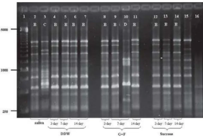 Figure 1. Representative AP-PCR profiles (amplitypes) identified among S. mutans strains isolated from volunteer 2 in saliva and dental biofilm formed under distinct treatments (DDW; G+F and sucrose) and in different periods (3, 7 and 14 days); Lane 1:  25