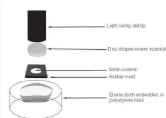 Figure 1. Schematic illustration of the light-curing procedure.