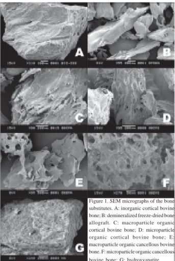 Figure 2. Pores of the bone substitutes.