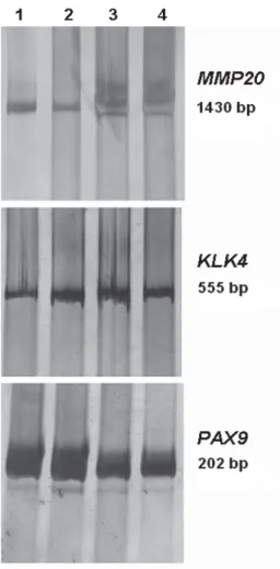 Table 1. Primers used for PCR. F=forward, R=reverse.