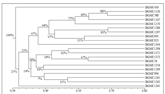 Figura  1  -  Dendrograma  resultante  da  análise  de  20  acessos  de  mandioca  de  indústria,  obtido  pelo  método de  agrupamento  UPGMA,  com  base  na  matriz  de  similaridade  genética  obtida  por  meio  do coeficiente  de  Jaccard,  utilizando-