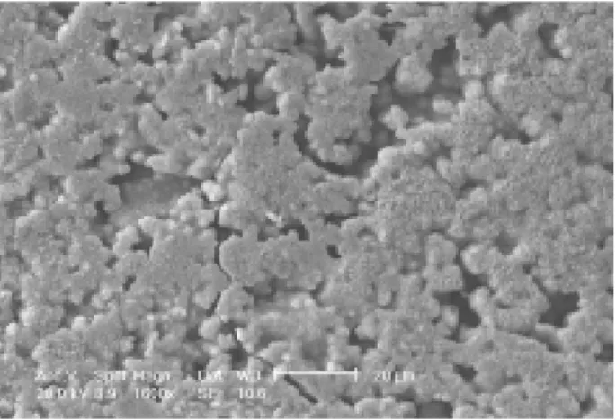 Figure 2. SEM micrograph of a MTA Pro-Root ™  specimen.
