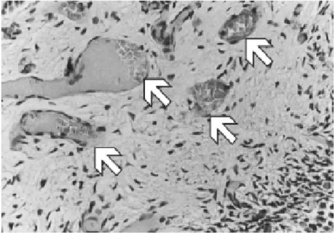 Figure 5. Photomicrograph showing the vascularization of the central layer of the pulp (control group; X400; HE)