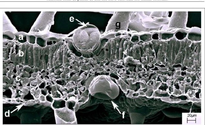 Figura 1 - Eletromicrografia de varredura: secção transversal de lâmina foliar de O. gratissimum, cultivada sob malha vermelha, sendo que a= epiderme adaxial; b= parênquima paliçádico; c= parênquima lacunoso; d= epiderme abaxial; e= secção de tricoma gland