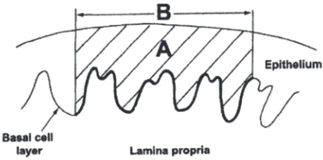 Figure 1. Schematic illustration showing measurements made to estimate epithelial thickness (Adapted from Karatsaidis et al.) (5).