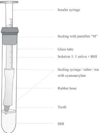 Figure 1. The dual-chamber leakage model design used in this study.