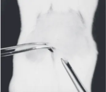 Figure 1. Plastic tube with the test material being implanted into the subcutaneous connective tissue of a mouse.
