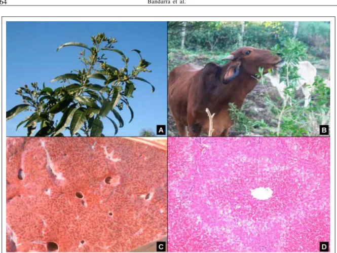 Figura 1 - Intoxicação natural em bovinos por Cestrum intermedium. A. Aspecto das folhas e dos frutos de Cestrum intermedium (Solanaceae)  da propriedade