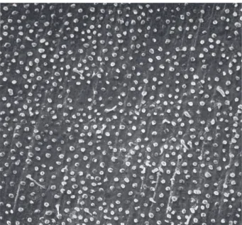 Figure 3. Nearly no tag formation in a perfused dentin specimen treated with Syntac   after pressure application before light-curing (×500).