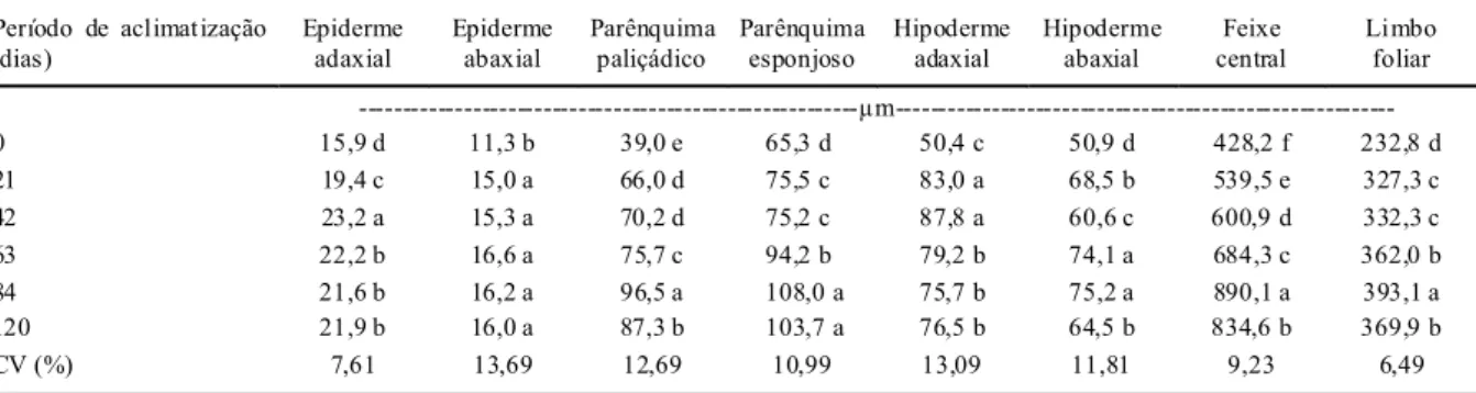 Tabela 1 - Espessura dos tecidos foliares, feixe central e limbo  foliar de bananeiras micropropagadas sob a influência do perí odo de  acli mati zação