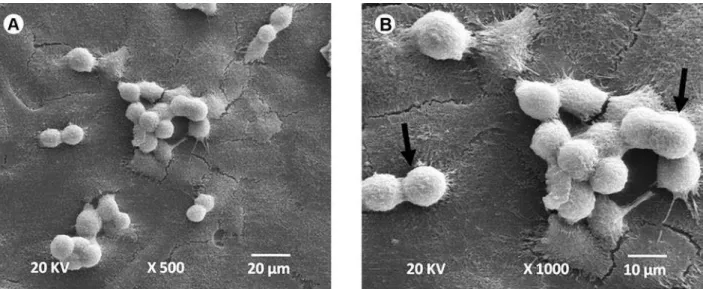 Figure 4. SEM micrographs of G3 (control group): A = Numerous MDPC-23 cells, near confluence, remained adhered to the glass  substrate (×500 original magnification); B = Greater magnification of “A” showing that the glass substrate is almost completely cov