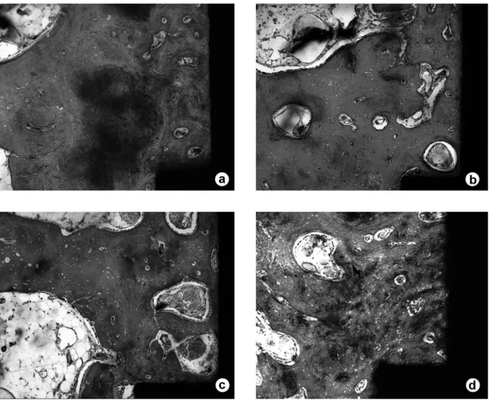 Figure 3. Histological images (Stevenel’s blue and Alizarin red S staining) obtained in a close-up view of the indentation area of each  experimental surface