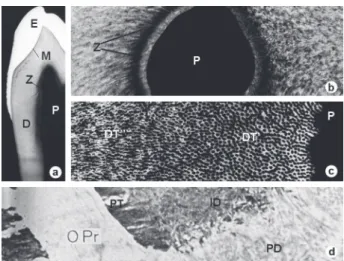 Figure  1.  Panel  of  images  from  undemineralized  sections  of  human premolars. Figs
