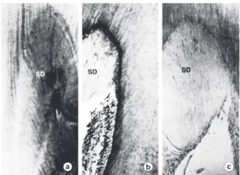 Fig. 7. Panel of images of hematoxylin and eosin stained sections  of demineralized monkey teeth that were part of an experimental  series