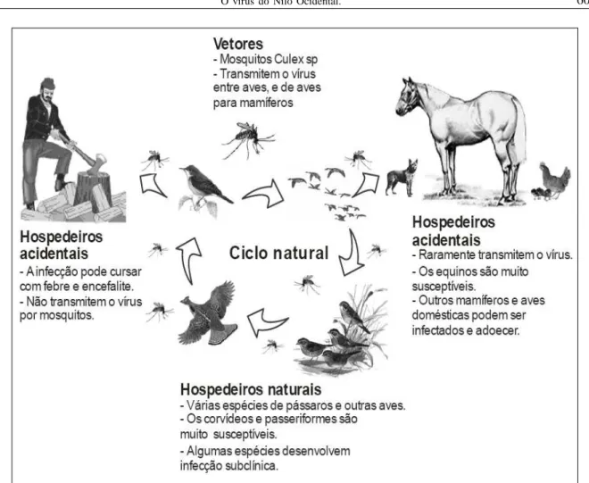 Figura 1 - Ciclo natural do vírus do Nilo Ocidental em ciclos alternados de infecção em aves silvestres e mosquitos hematófagos e infecção ocasional de pessoas, aves e mamíferos silvestres e domésticos (hospedeiros acidentais).