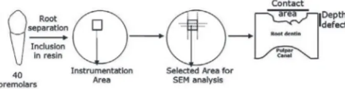 Figure  1.  Delineation  of  specimen  preparation.  After  root  separation  and  inclusion,  root  surface  was  instrumented  in  a  determined area