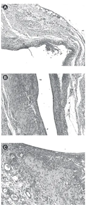 Figure 3. Control Group: A. Mild chronic inflammatory reaction  verified after 7 days