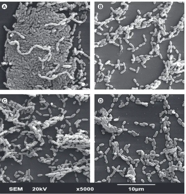 Figure  1  illustrates  the  effects  of  LLLT  on  S. 