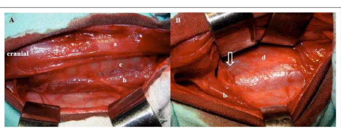 Figura 1 - Modificação da técnica de abordagem ventral à articulação atlantoxial sem a secção do músculo esternotireóideo