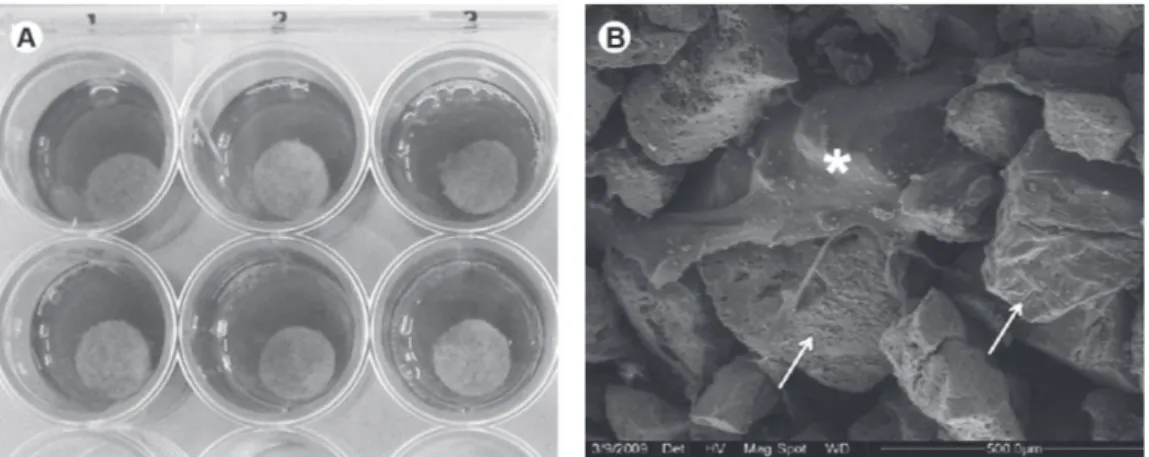 Figure 1. Incubation of PDC with hA-COl graft (A). seM micrograph showing cell adhesion on hA granules in 6 days after seeding (B).