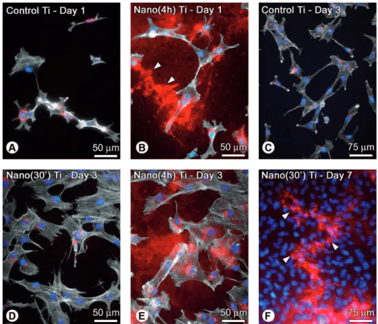 Figure 2. Triple-labeled fluorescence preparations of calvaria-derived osteogenic cell cultures grown on Control Ti (A,C), Nano(4h)  Ti (B,E), and Nano(30’) Ti (D,F) at days 1 (A,B), 3 (C-E), and 7 (F)
