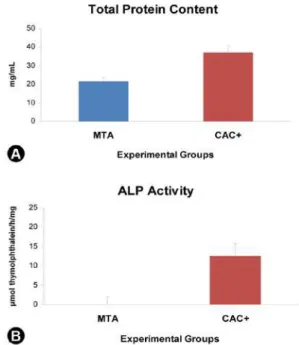 Figure  3.  Total  protein  content  (A)  and  ALP  activity  (B)  of  calvaria-derived osteogenic cells grown on glass coverslips in the  presence of either MTA or CAC+ samples at day 10
