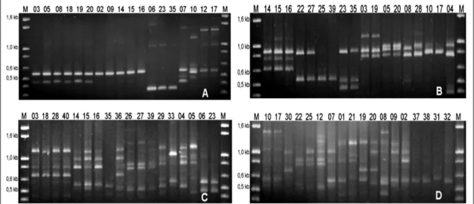 Figura 2 - Produtos da amplificação obtidos por análise de AP-PCR utilizando os oligonucleotídeos arbitrários (GACAC) 3  (A),