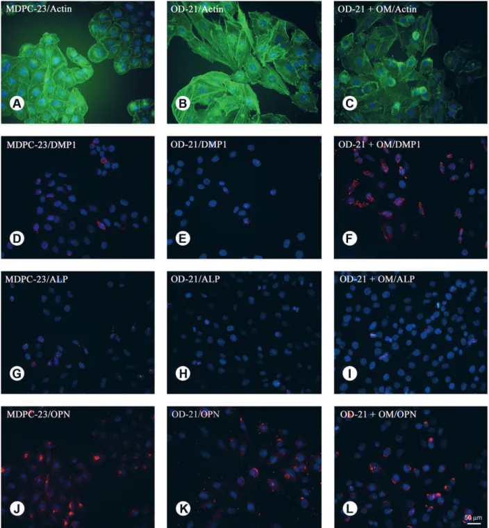 Figure 6. Fluorescence labeling preparations of protein expression in mouse odontoblastic cell cultures grown on Thermanox ®  coverslips  divided into groups: MDPC-23, OD-21 and OD-21 + OM (after 3 days of culture)