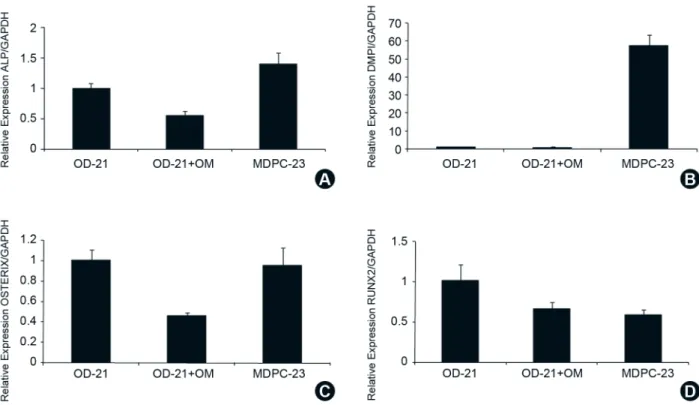 Figure 7. Real-time PCR gene expression of ALP (A), DMP1(B), OSTERIX (C) and RUNX2 (D) after 7 days of culture in OD-21 ,  OD-21 + OM and MDPC-23 groups