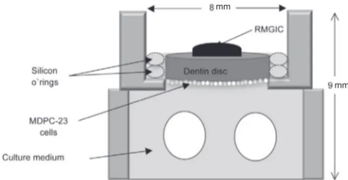 Figure 1. Illustration of an artificial pulp chamber (APC) where  a dentin disc was positioned between two silicon o’rings