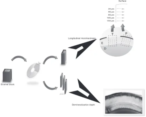Figure 1. Schematic drawing of the specimens for analysis of longitudinal microhardness and demineralization depth