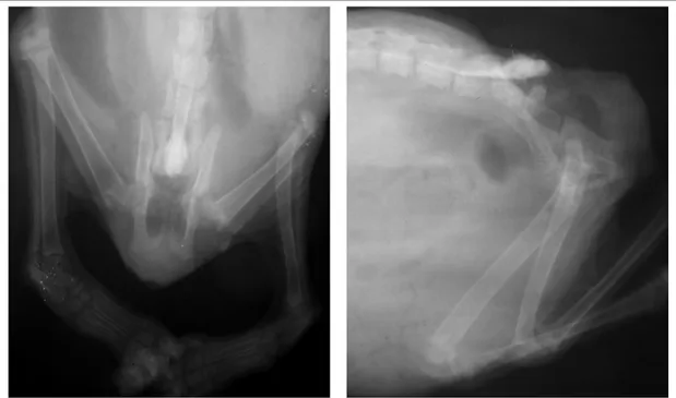Figura 2 - Imagens radiográficas nas projeções ventro-dorsal (A) e lateral (B), demonstrando agenesia da sétima vértebra lombar, vértebras sacrais e coccígeas, ausência de fusão dos arcos vertebrais da quinta a sexta vértebras lombares, malformação de corp