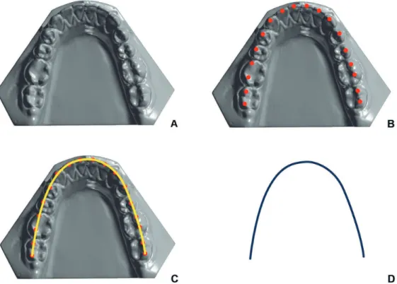 Figure 1. 3D scans of the mandibular arch. A= Arch exported; B= Marking of the incisal edge of the incisors and cusp tip of mandibular  canines, premolars and molars; C= Demarcation of Angle’s line of occlusion; D= Final morphology of the mandibular dental