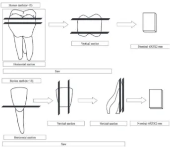 Figure 1. Sectioning of human and bovine tooth. Figure 2. Specimen inside the thermomechanical analyzer.