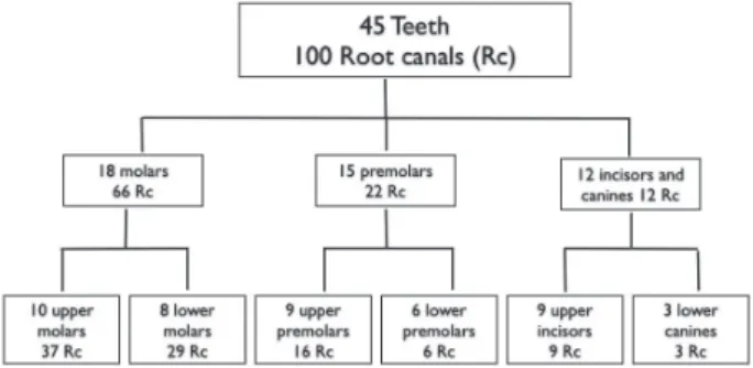 Figure 1. Schematic view of the number of teeth and root canals  evaluated by each EAL