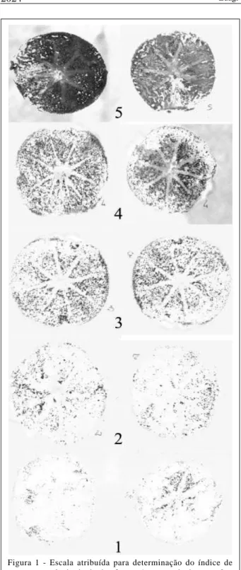 Figura 1 - Escala atribuída para determinação do índice de adstringência dos frutos: 1 = não adstringente, 2 = ligeiramente adstringente, 3 = moderadamente adstringente, 4 = adstringente e 5 = muito adstringente.