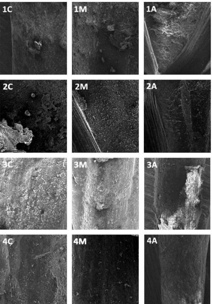 Figure 1. SEM micrographs of root canal surfaces after final flush treatments. Numbers indicate the groups whereas letters indicate the root canal  thirds (C: coronal, M: middle, A: apical).